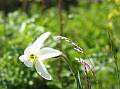 narcisse au col de Meyrand fin Juin